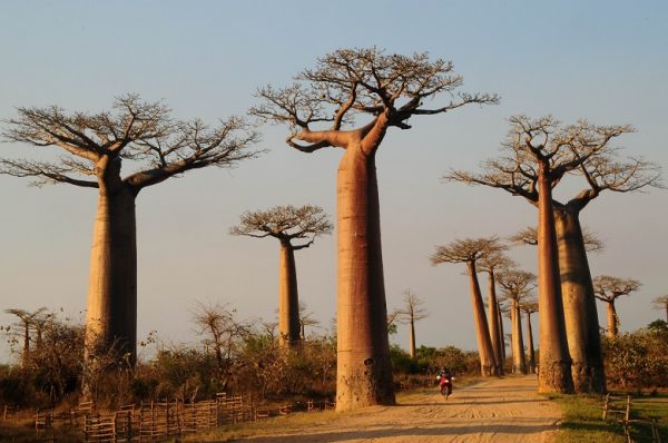 baoba-world-by-bike