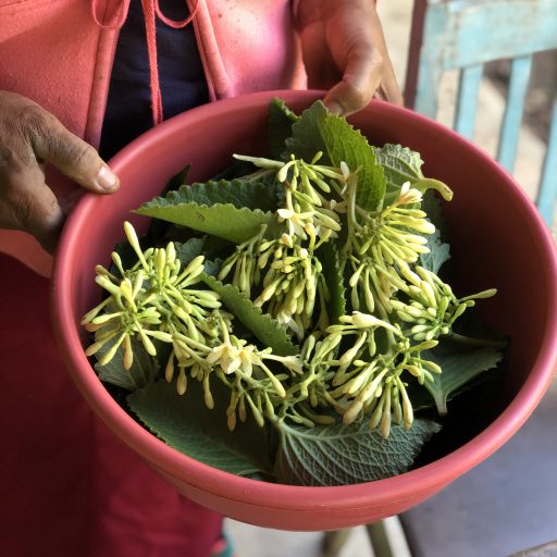 Enoteca Saint VinSaint | Xarope de guaco, flor de mamão e hortelã graúda.